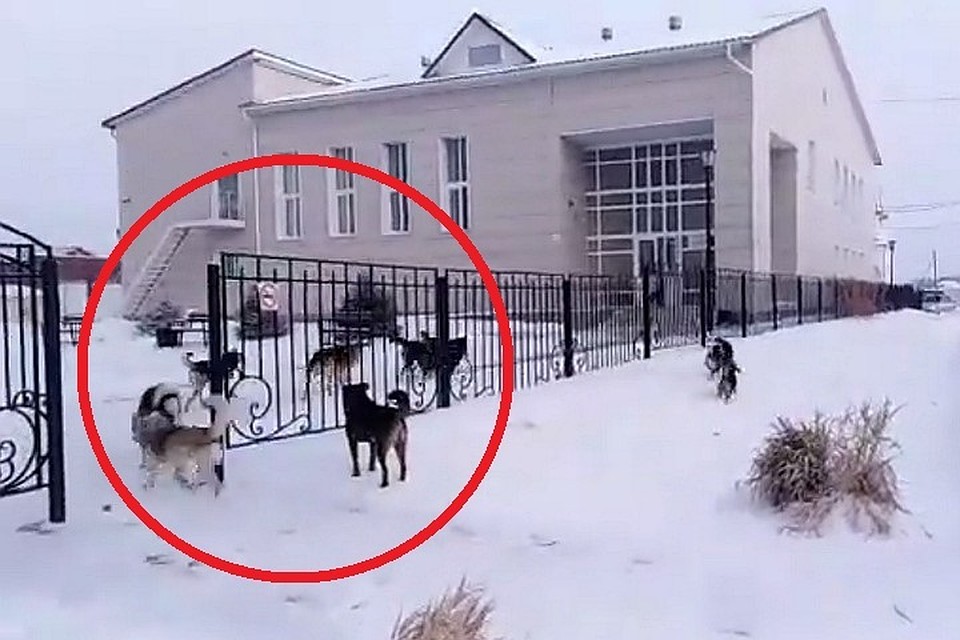 Свора собак гналась за девочками. фото: Кадр из видео