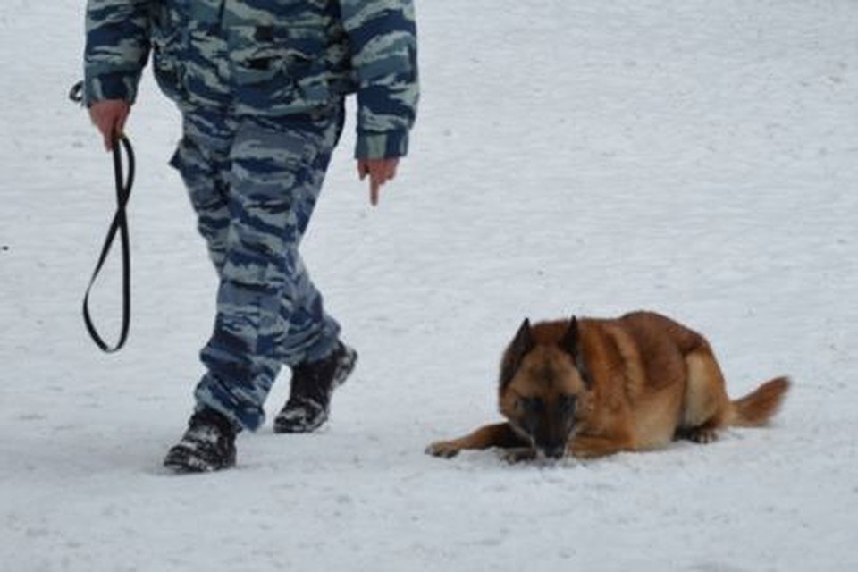 Служебная собака.