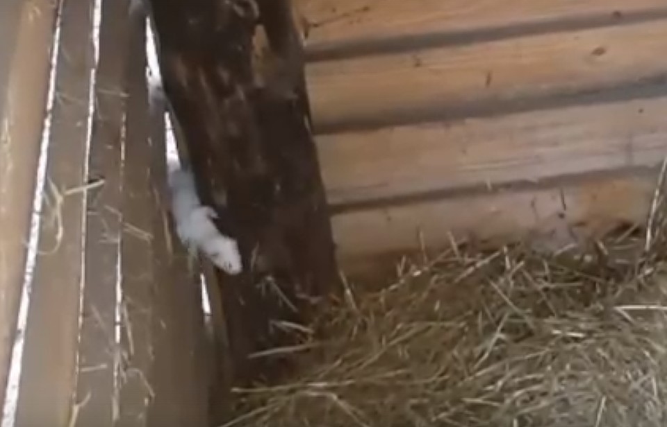 Фото: скриншот видео.