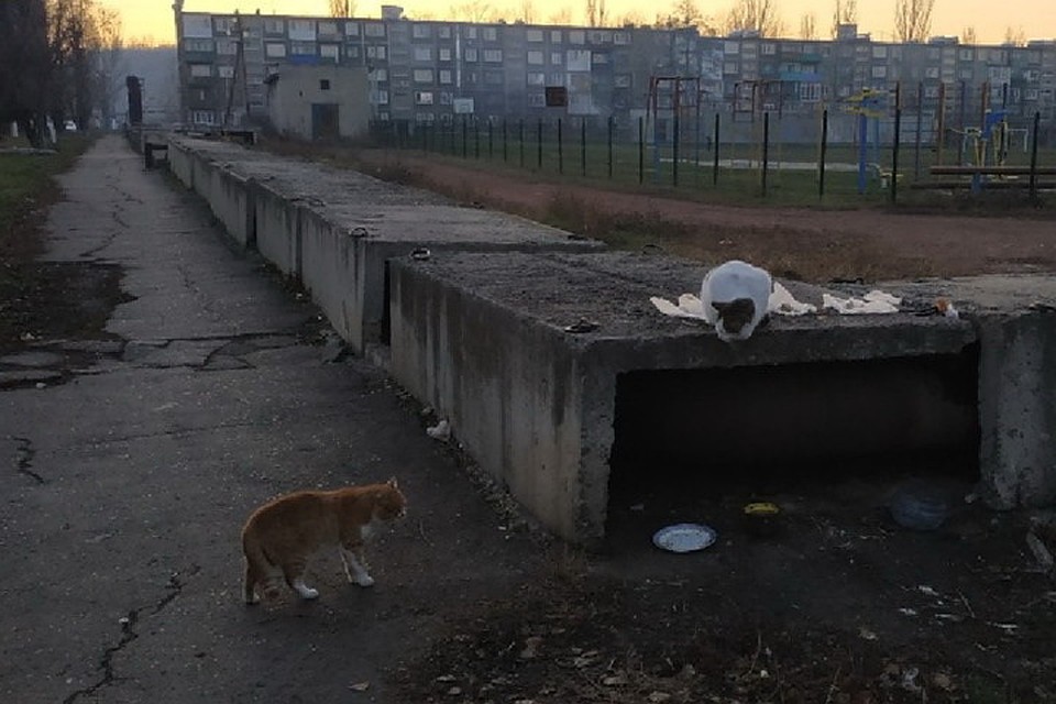 Чаще всего жертвами злодея становятся коты и собаки в микрорайоне «Западный», которые в холодное время греются на теплотрассе. Фото: vk.com/typical_myrnohrad