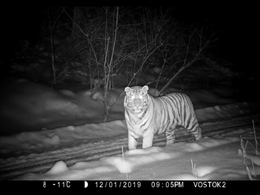 К приморцам подбирается тигр. Скрин из видео amurtigercenter