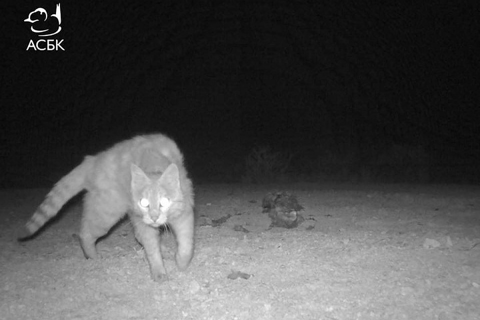 Степной кот (Felis silvestris lybica) — подвид европейской лесной кошки.