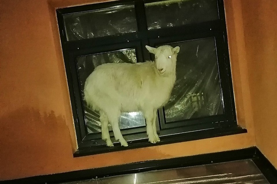Во Всеволожске по городу бегала молодая козочка. Фото: vk.com/typical_vsevolozhsk