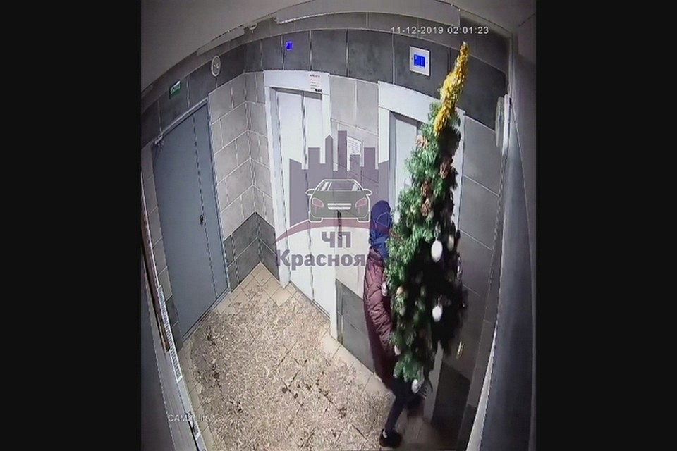 В Красноярске украли новогоднюю елку: воришка не заметил камеру под носом. Стоп-кадр "ЧП Красноярск"