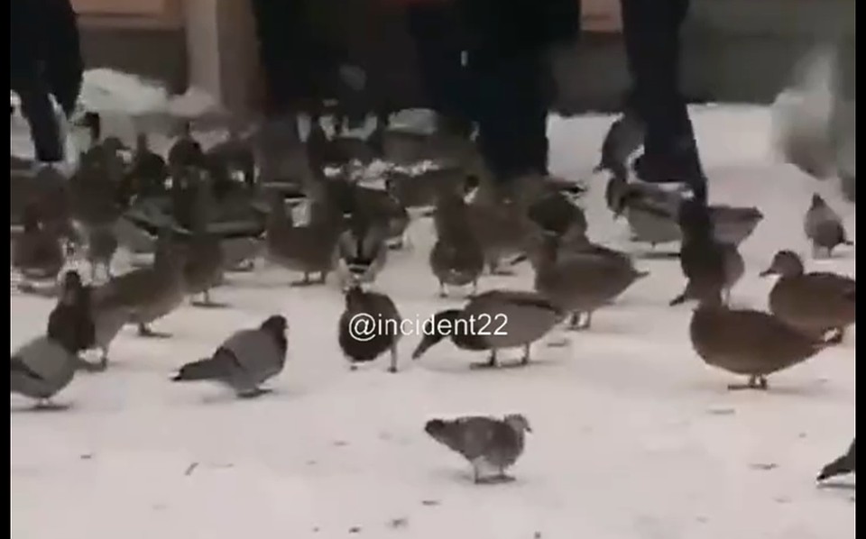 Утки в центре Барнаула