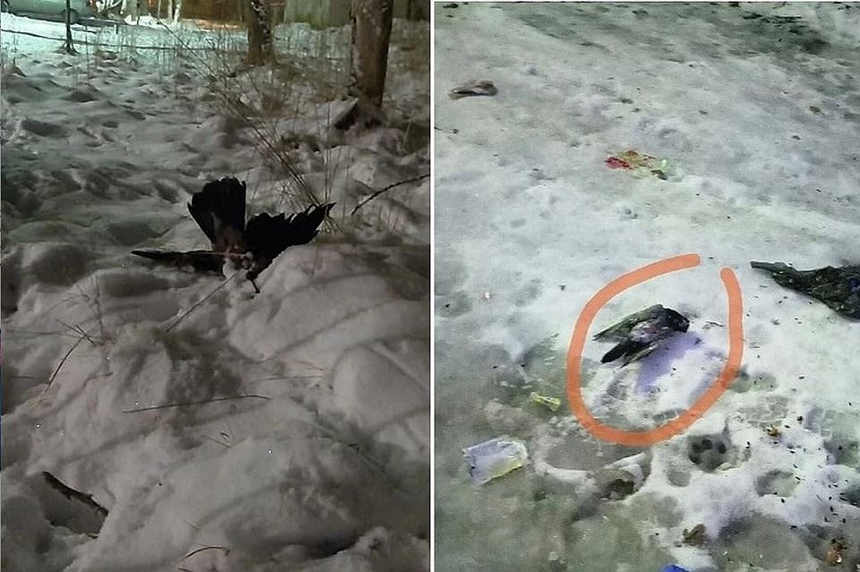 Гибель птиц в Сегеже списали на орнитоз, а вот желтый снег действительно был по причине выбросов. Фото: vk.com/club174196957