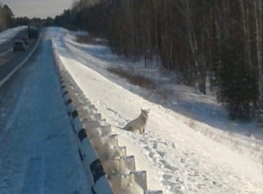 Ждет хозяина Фото: ЧП-Канск