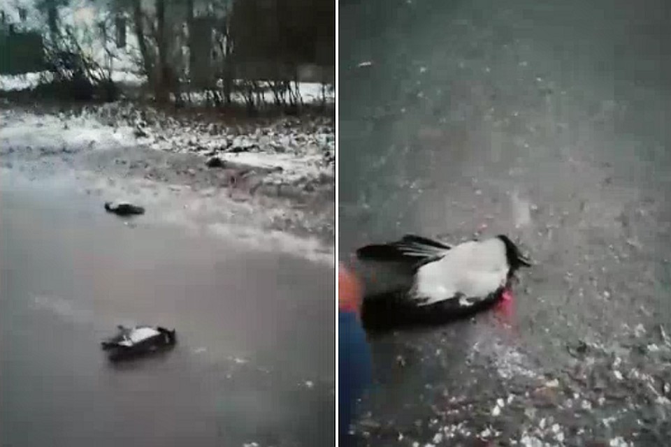 В Калининском районе неизвестные расстреляли ворон. Фото: vk.com/unreleased_dtp