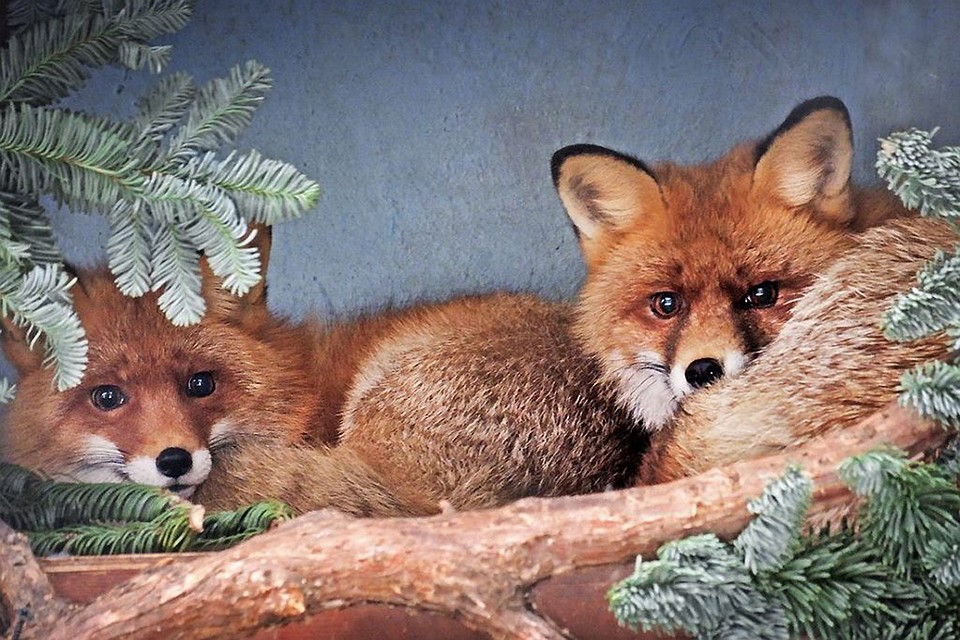Животным украсят вольеры и дадут полакомиться еловыми ветками. Фото: moscowzoo.ru