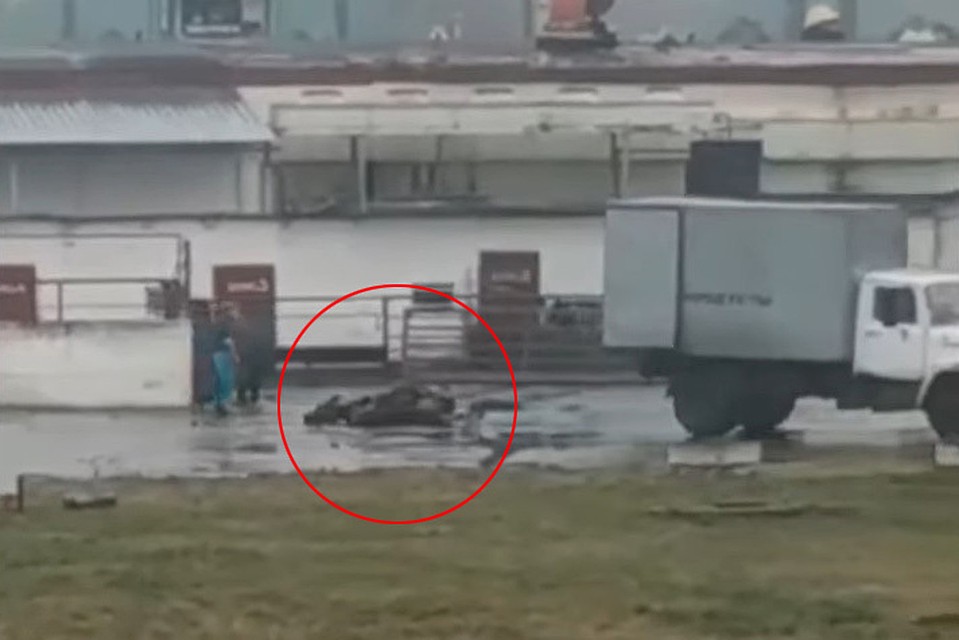 Корову привязали к грузовику и тащили по асфальту. Фото: кадр из видео