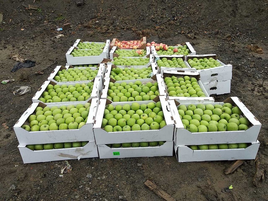Запрещенная к ввозу в Россию плодоовощная продукция подлежит изъятию и уничтожению.