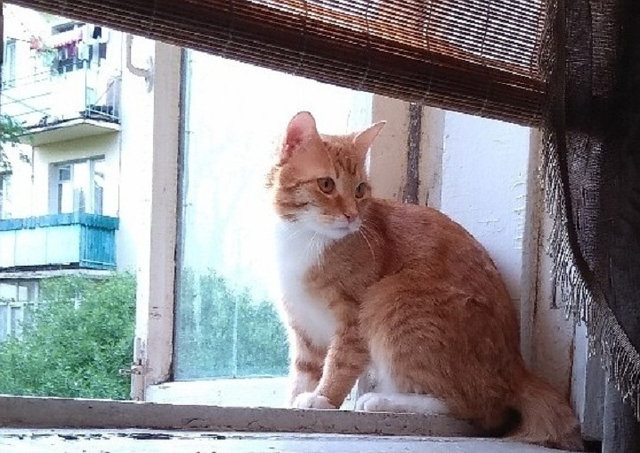 Может быть, вы видели этого котика?