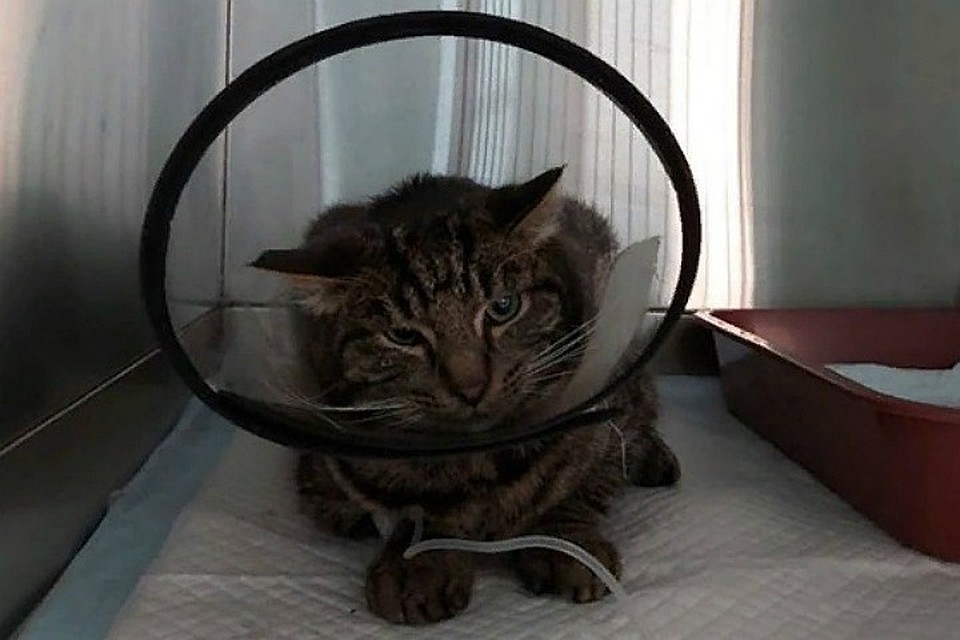 Кота Филю зоозащитники спасли, а сколько животных погибает от рук живодеров, не дождавшись помощи? Фото: предоставлено приютом