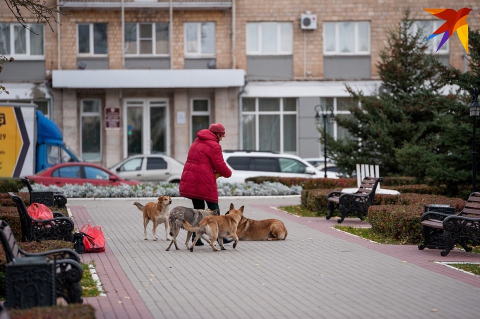 В Орле Следком начал доследственную проверку из-за стай бродячих собак