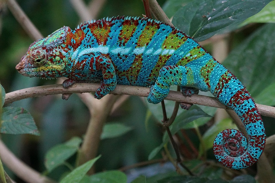 Фото: pixabay.com