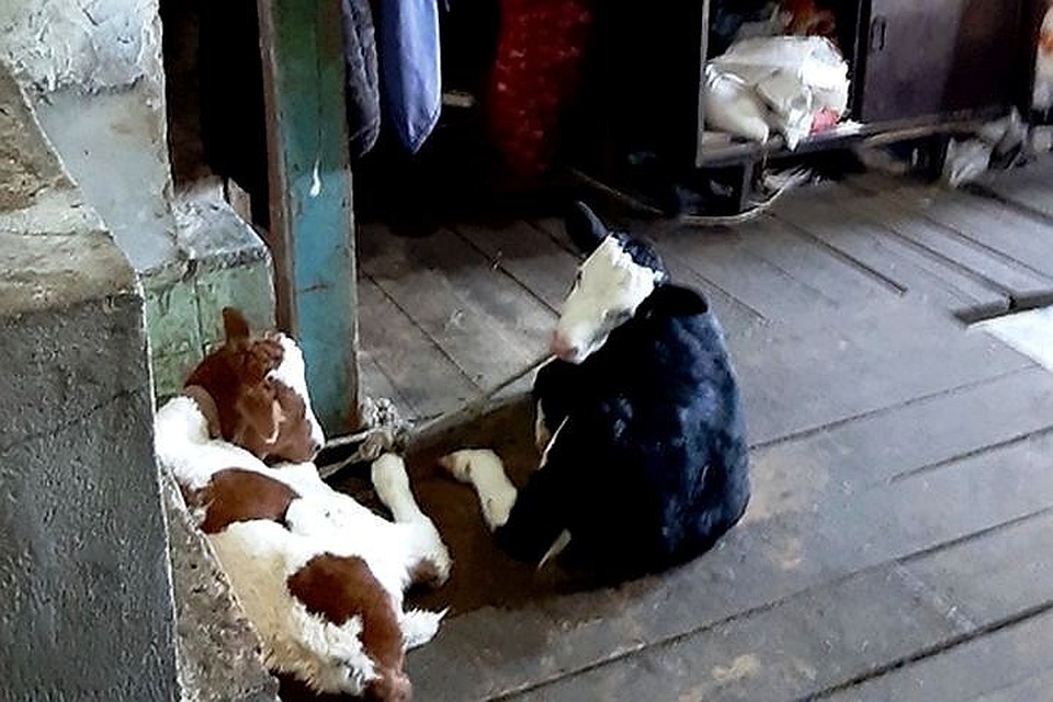Новорожденных животных привязали поближе к печке, в этой же комнате ночевала малышка. Фото: УТ МВД России по ДФО
