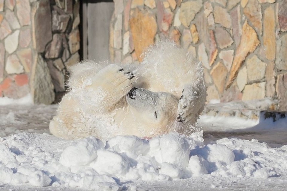 Хаарчаану из Ленинградского зоопарка обрадовали снегом. Фото: instagram.com/spbzoopark