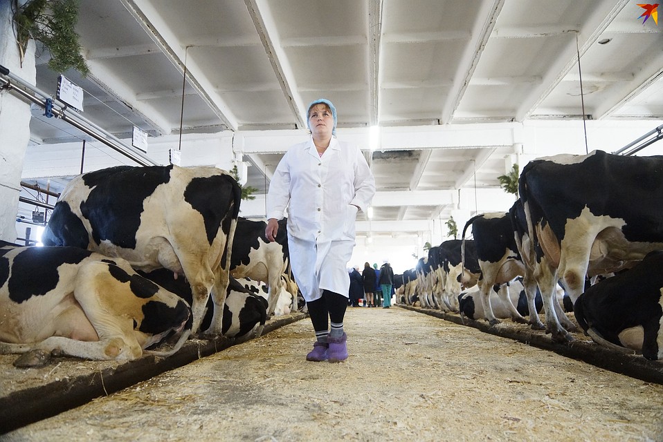 Молочка на первом месте среди всех пищевых продуктов, которые у нас чаще всего покупают. На втором месте - мясо и готовые продукты из него, на третьем - овощи.