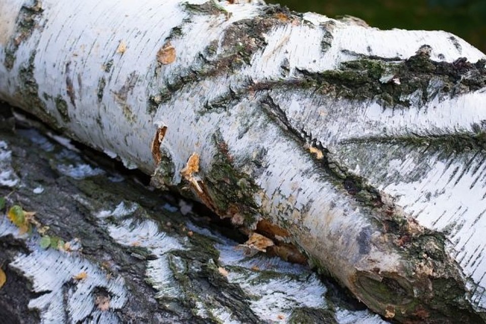 Фото: pixabay.com