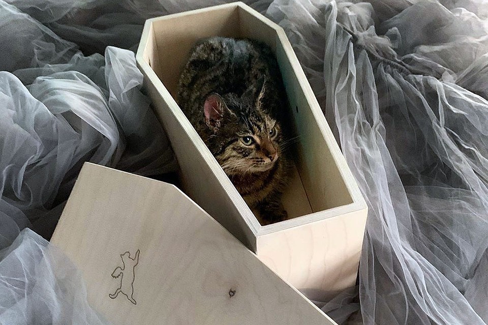 Пока в ассортимент одна модель - «Кошклассика». Фото: instagram.com/mosgorkoshgrob/