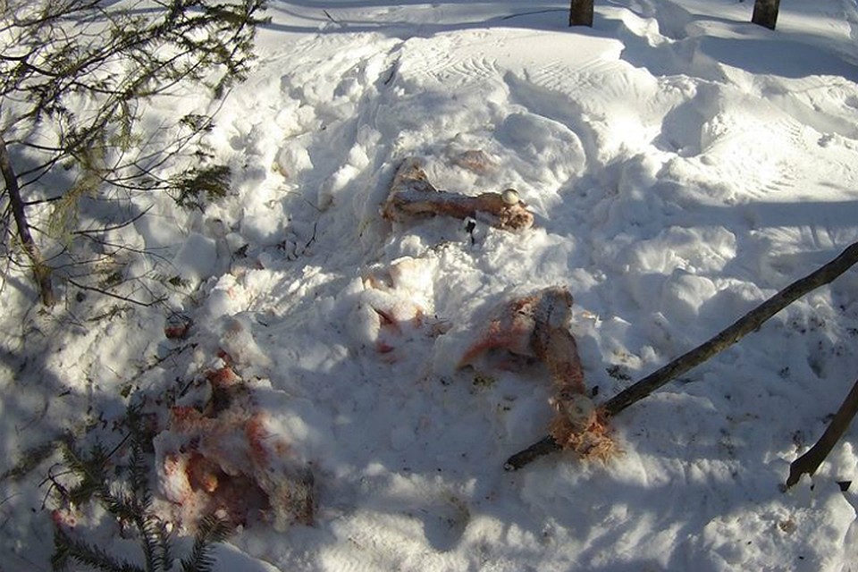 В заповедном лесу Хабаровского края задержали браконьера с мясом лося