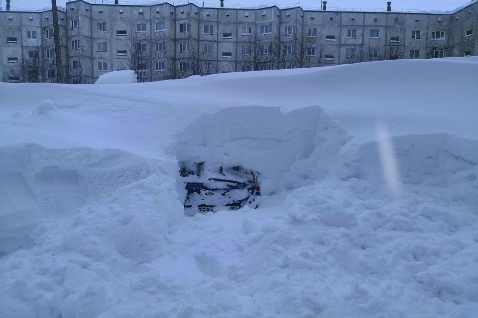 Подснежники начинают "цвести" в Заполярье еще зимой. Фото: Яна Сиднева