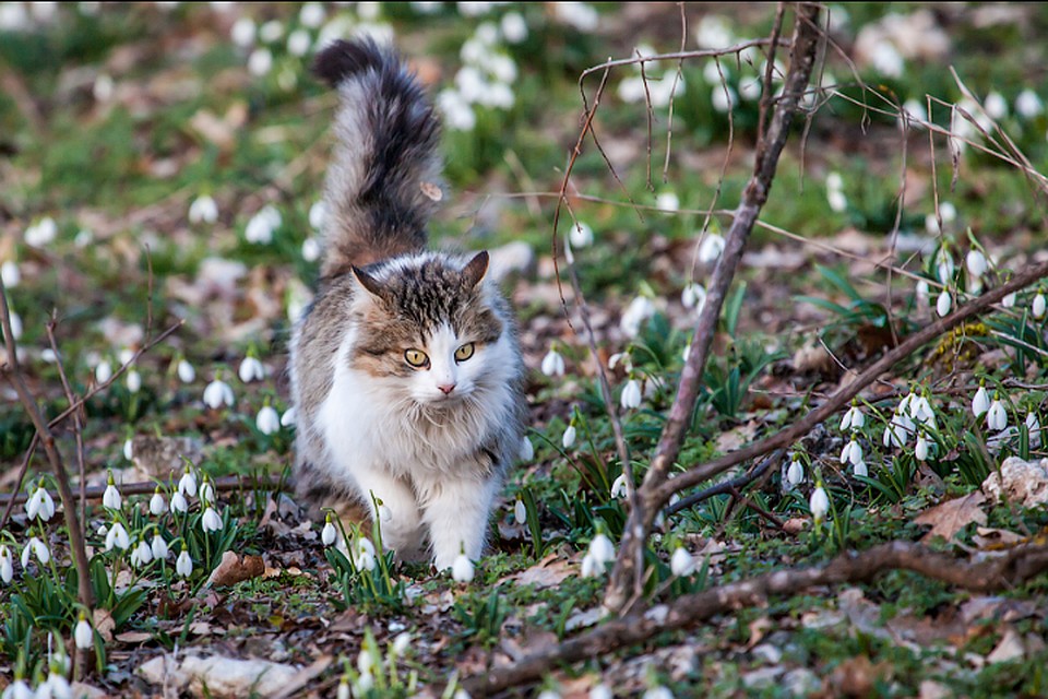 Кот и подснежники.