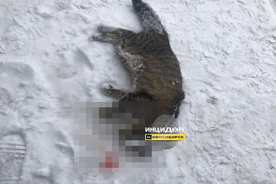 Кошку выкинули в окно, животное разбилось насмерть.