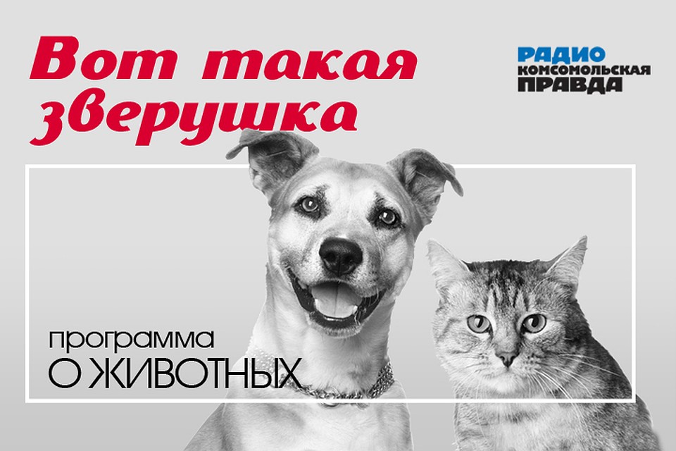 Кормление, вакцинация, защита от паразитов