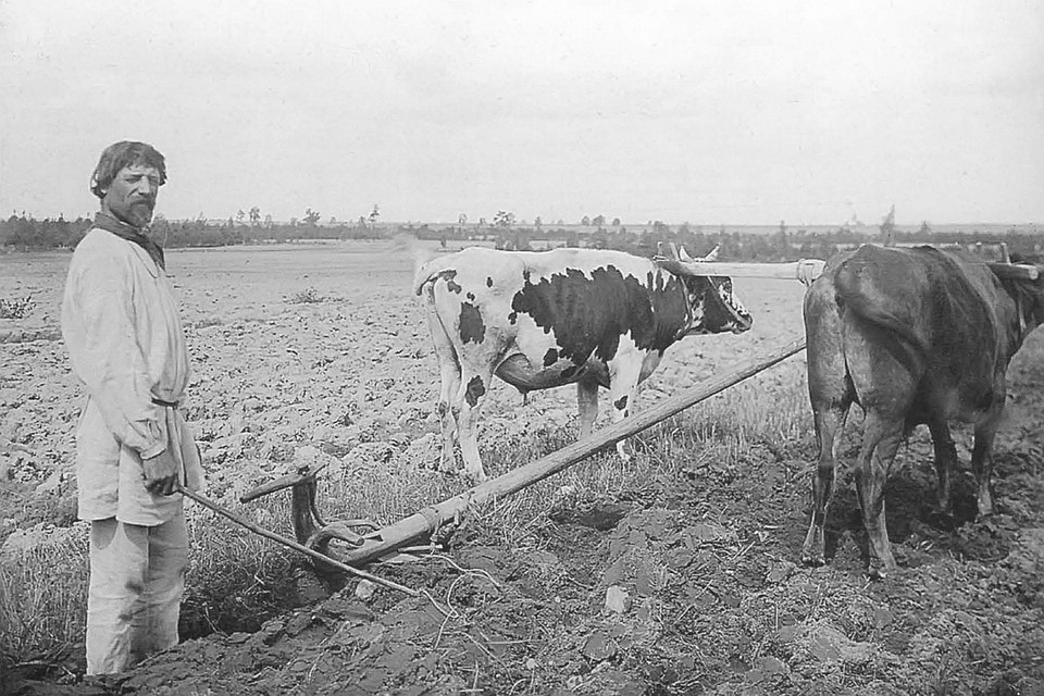 Деревни в разгар эпидемий обпахивали на волах. Фото: Книга «Беларусы на фотаздымках Ісака Сербава». Снимок носит иллюстративный характер