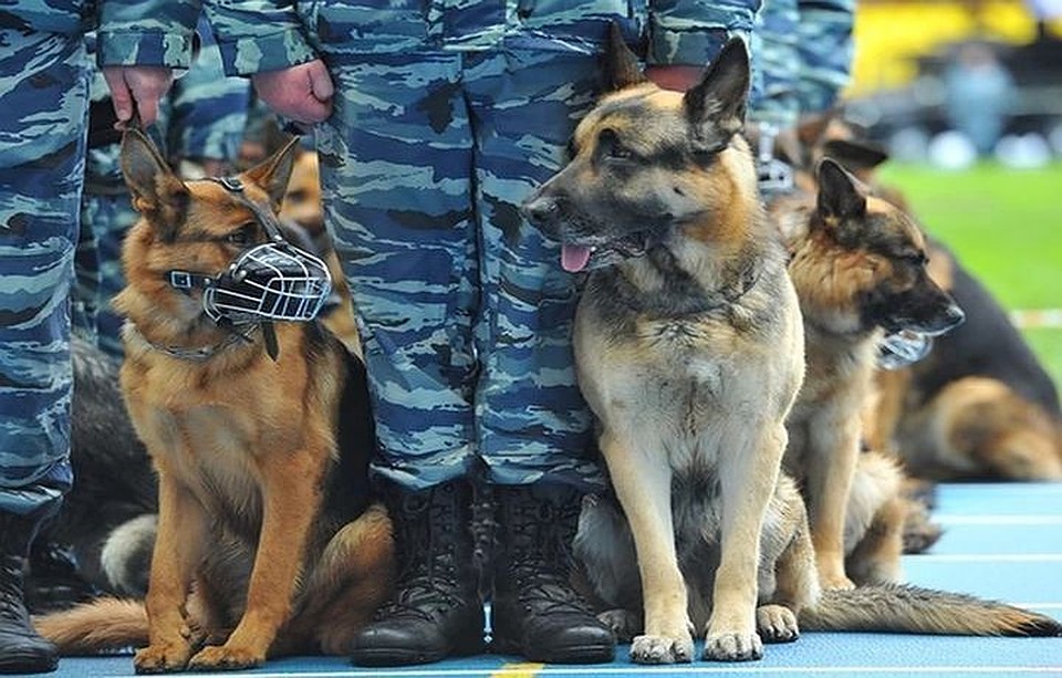 В полиции прокомментировали, почему эвакуировали пациентов стоматологии.