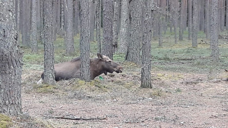 Фото: Николай Бесклёвный.