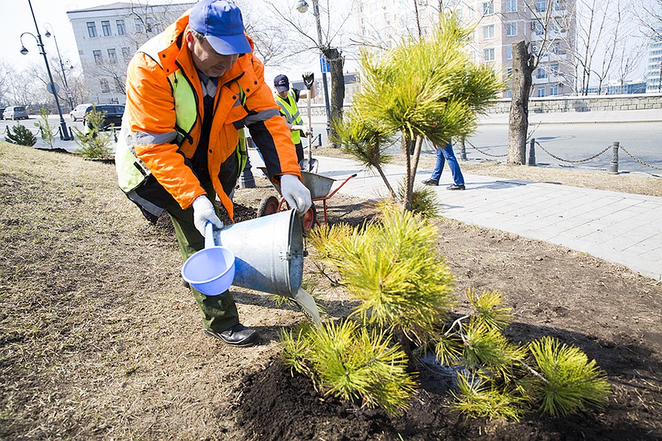Молодые саженцы появятся по всему городу. Фото: Пресс-служба мэрии Владивостока