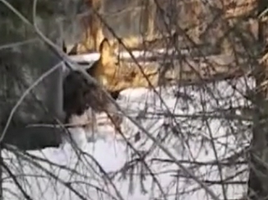 Раненая косуля Фото: ГИБДД