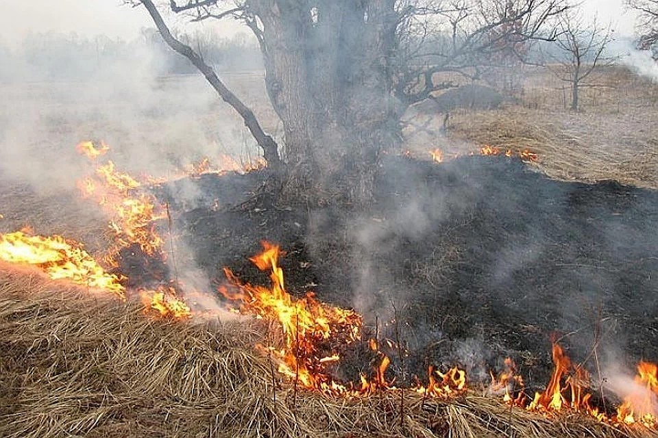 Только с начала этого сезона в Тверской области произошло более 300 пала на площади 800 Га