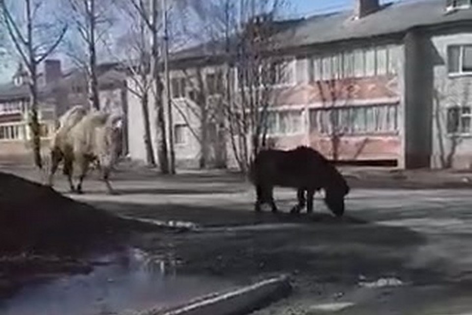 Верблюд и пони нарушили режим самоизоляции и отправились бродить по пустынным улицам города. Стоп-кадр видео