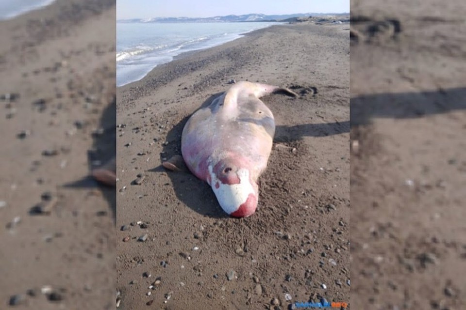 Причины смерти мормлека пока что неизвестны. Фото: sakhalin.info