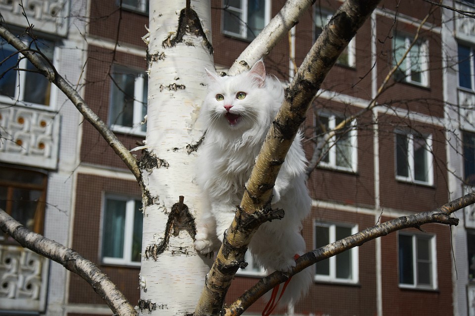 Этот котик тоже не очень доволен нынешней весной.