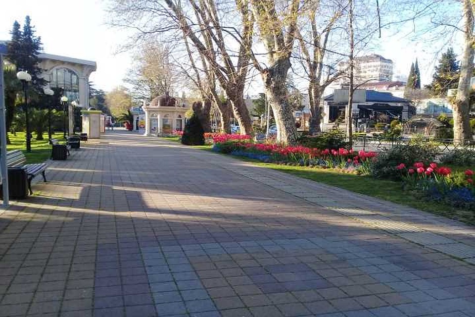 Платановая аллея в Сочи