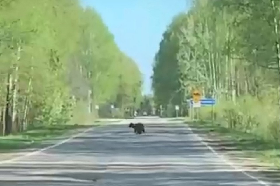 Крошка медвежонок выбежал на дорогу в Нижегородской области.