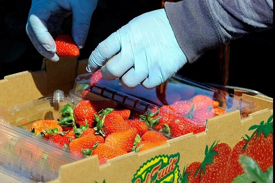 Торговать клубникой продавцы и закупщики будут в масках и перчатках и только так! Фото: Reuters.