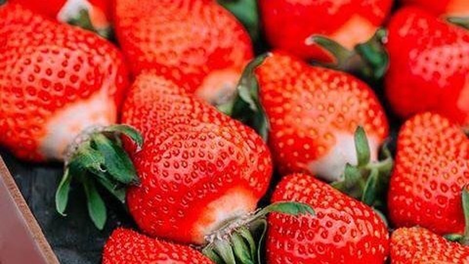В этом году площадь ягодных культур на 10 гектаров больше, чем в прошлом. Фото: официальный сайт Министерства сельского хозяйства РК.
