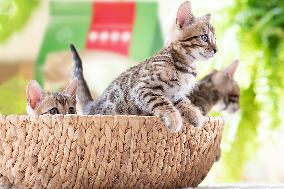 Экологически чистые наполнители для кошачьих туалетов Cat’s Best производятся в Германии компанией «J. Rettenmaier und Sohn».