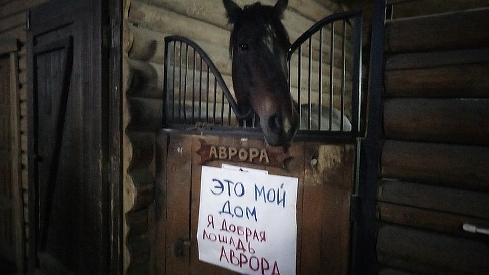 Вопрос закрыт: конюшни снесут сами владельцы.