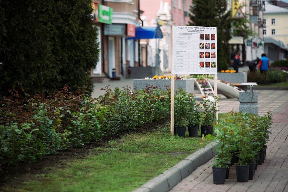 Всего в Курске посадят более двух тысяч роз