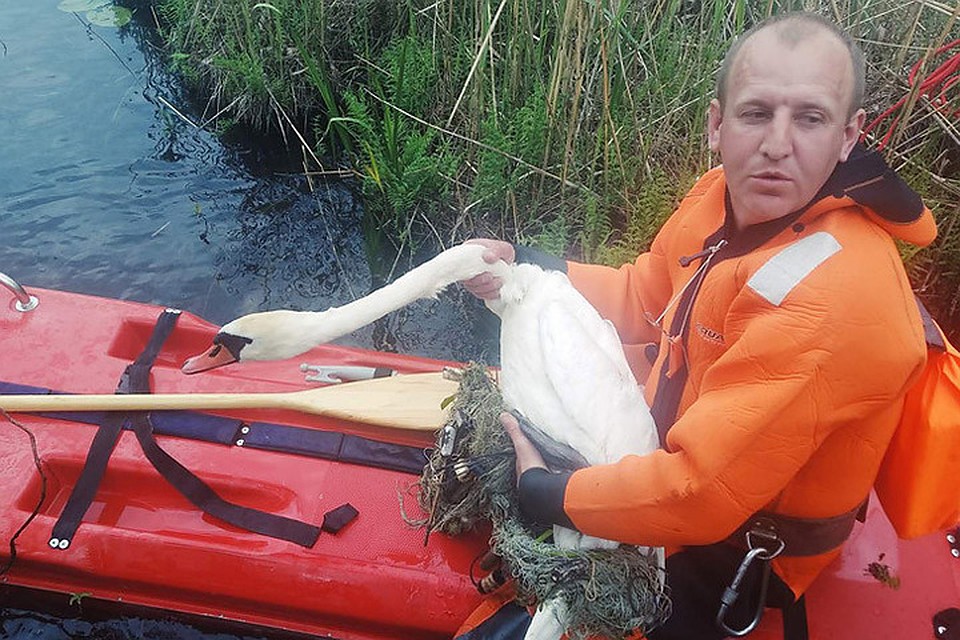 В Сенненском районе лебедь запутался в рыболовных сетях, но его спасли. Фото: Сенненская районная инспекция природных ресурсов и охраны окружающей среды