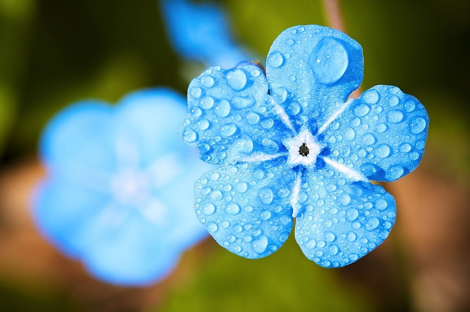 ФОТО: Pixabay