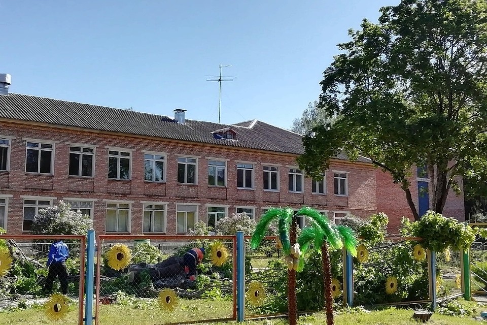 "клёны начали пилить ее полчаса назад"