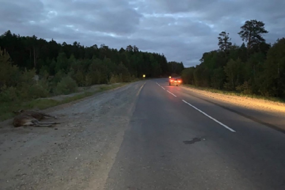 Два ДТП произошло в Югре из-за лосей на трассе. Фото ГИБДД по ХМАО.
