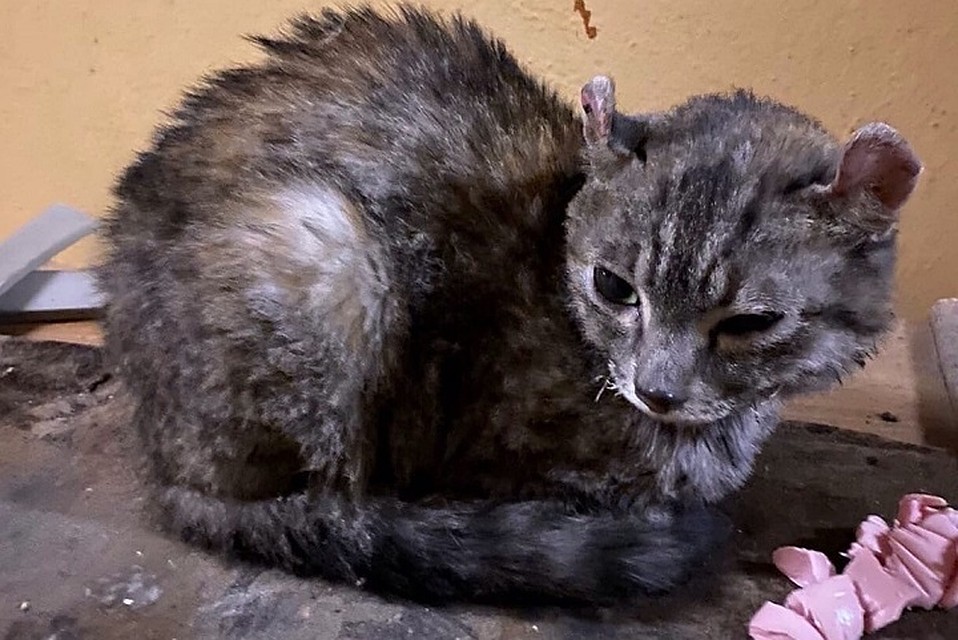 Кошка чудом не погибла при пожаре